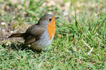 Cute robin redbreast bird with orange feathers and round shape, standing on grass. European robin,...