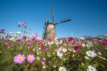 秋晴れの青空と風車とコスモスの花　佐倉ふるさと広場