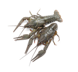 Two fresh raw crayfishes on white background, top view