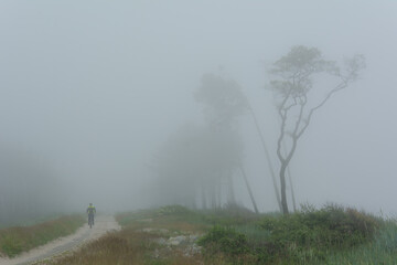 Drzewa we mgle przy polnej drodze
