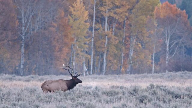 Fall landscape with Bull Elk bugling with breath seen in the cold air at dawn in Wyoming.