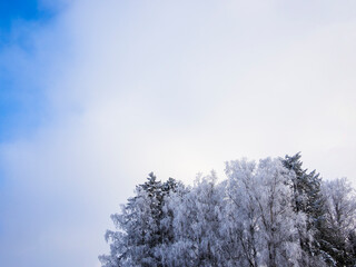 Frozen trees, with clouds in the background. The beauty of the north in the winter time!