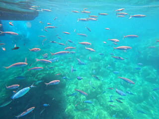 Fototapeta premium Underwater world of Mediterranean Sea. Near Marmaris, Turkey