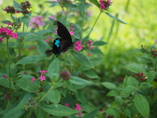 Fototapeta premium Butterfly over starcluster OLYMPUS DIGITAL CAMERA