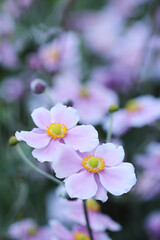 Japanese anemone flowers close up in autumn garden on a blurred background with copy space.