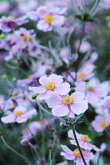 Japanese anemone flowers close up in autumn garden on a blurred background
