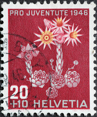 Switzerland - Circa 1946: a postage stamp printed in the Switzerland showing an alpine flower the...