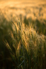 Obraz premium golden wheat field at sunset