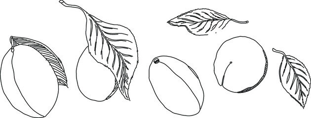 A set of contour illustrations, plum fruits and leaves, black outline on a white background