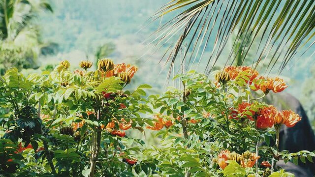 Close-up nice view from balcony on the orange tropical flowers, palm leaves and trees on a sunny summer day. Mountain on the background.