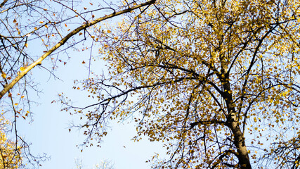 Branches of trees with yellow autumn leaves against the background of blue sky. Background with autumn leaves. Soft focus.
