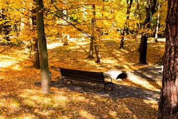 Fototapeta na wymiar Wooden bench on the background of autumn landscape. Trees with yellow and orange leaves in the autumn park. Autumn landscape.
