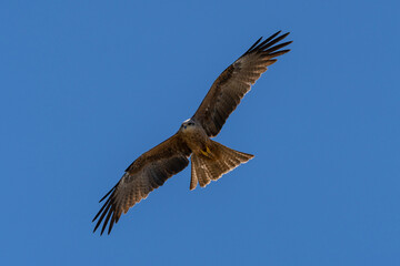 Black kite flying against a bright blue sky