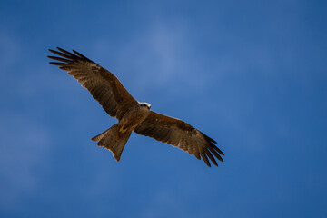 Black kite flying against a bright blue sky
