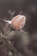 Delicate rosebud close-up in artistic processing