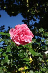Beautiful pink rose (Rosaceae) on a sunny autumn day, Oppenheim, Rhineland Palatinate, Germany
