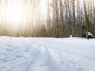 Skiing in the winter forest, winter outdoor sports