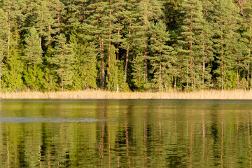 Fototapeta na wymiar A beautiful forest lake with reeds and a charming reflection in the water
