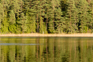 Fototapeta premium A beautiful forest lake with reeds and a charming reflection in the water