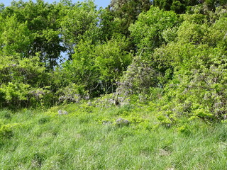 カモシカのいる風景