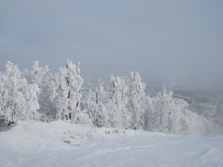 morning in the winter forest, beautiful landscape with snow-covered trees
