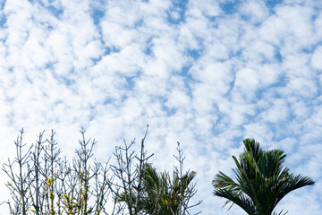 Obraz premium grass and sky