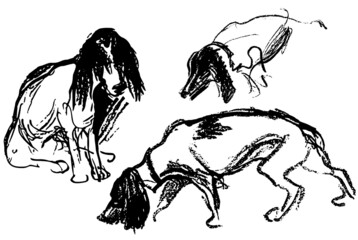 Vector image of sketches spaniel dog