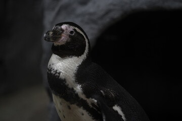 ペンギン、フンボルトペンギン