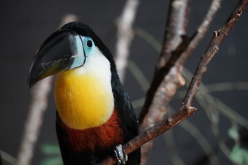 オオハシ、くちばしの大きな鳥