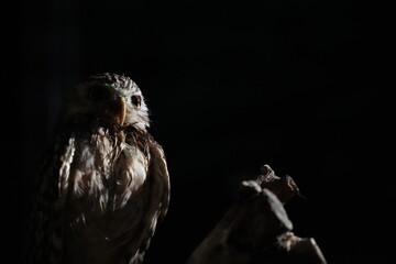 暗闇の中のフクロウ