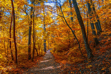 colorful autumn forest background