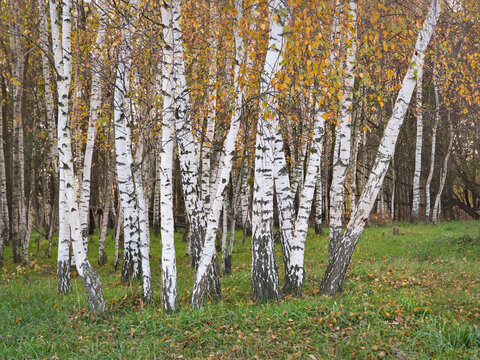 beautiful white birch trees on a green lawn