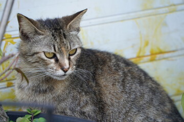 鋭いまなざしの野良猫
