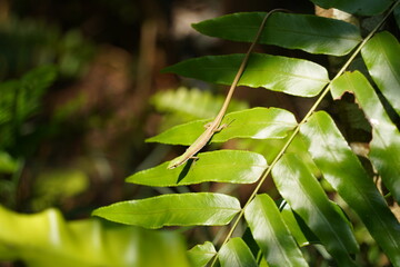 トカゲ、爬虫類
