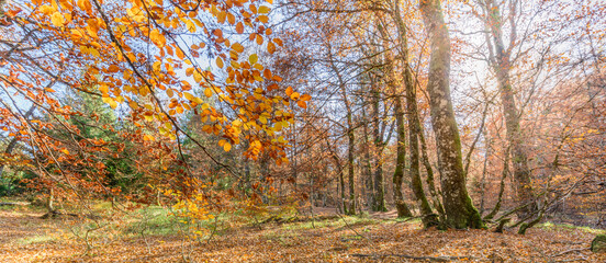 Beech forest in the mountain in autumn.