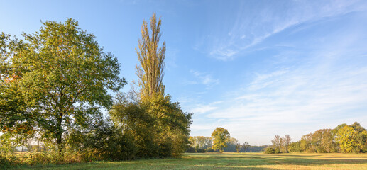 Trees in a meadow in autumn. Banner, panoramic.