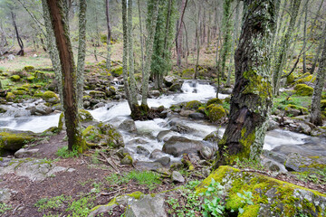 Obraz premium Arroyo de Serrezuelas. Avila. España. Europa