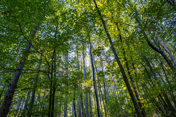 vivid green forest 