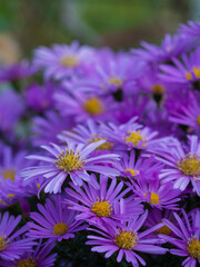 Autumn pink symphyotrichum flowers background. Aster dumosus (Symphyotrichum dumosum,Bushy aster). Blooming bush aster in the rays of the setting sun. Background / wallpaper and lilac aster flowers