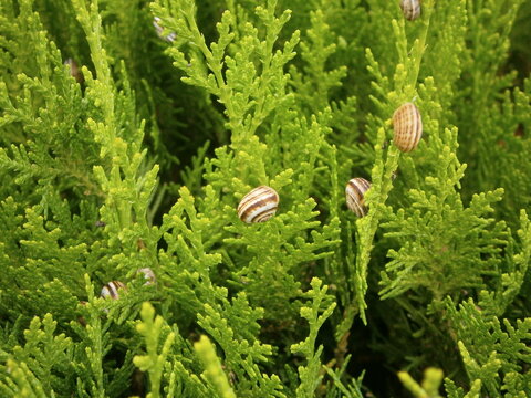 macro