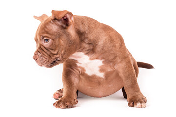A brown American bully puppy sits quietly and looks away. Isolated on a white background