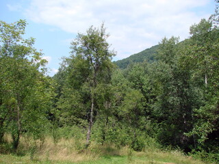 Forest landscape at the foot of the mountain range in the morning sun in the hot summer.
