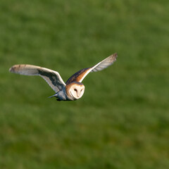 Barn Owl (Tyto alba) hunting in the English countryside