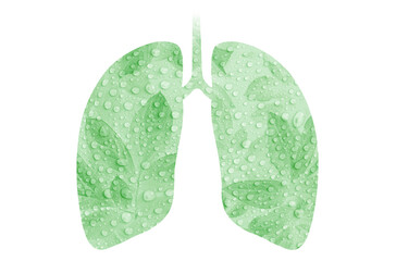 lungs bronchi abstraction isolated