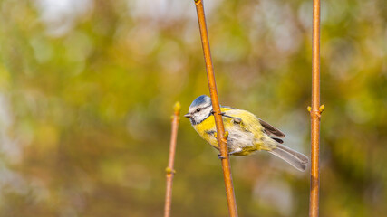 Sikorka Modraszka zwyczajna(Cyanistes caeruleus) © Sawomir