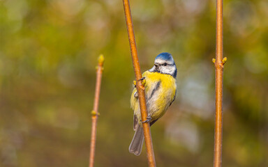 Sikorka Modraszka zwyczajna(Cyanistes caeruleus) © Sawomir