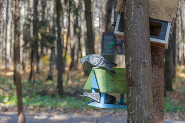 Pigeons peck food in feeders
