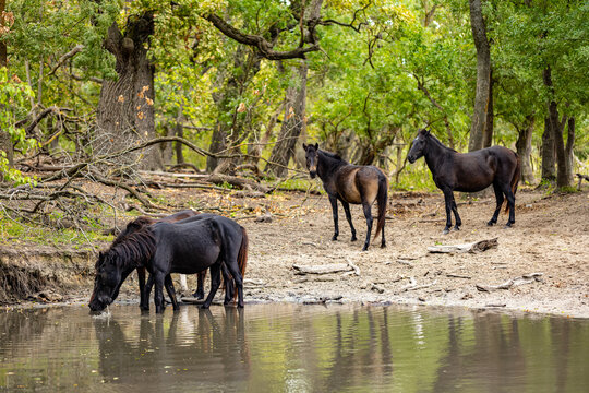 Wild horses drinking in Letea forest