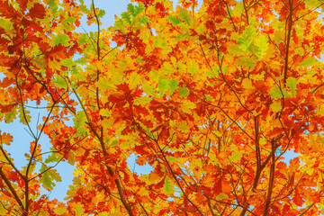 Colorful oak leaves on sky background.