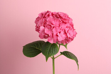 Branch of hortensia plant with delicate flowers on pink background